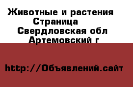  Животные и растения - Страница 11 . Свердловская обл.,Артемовский г.